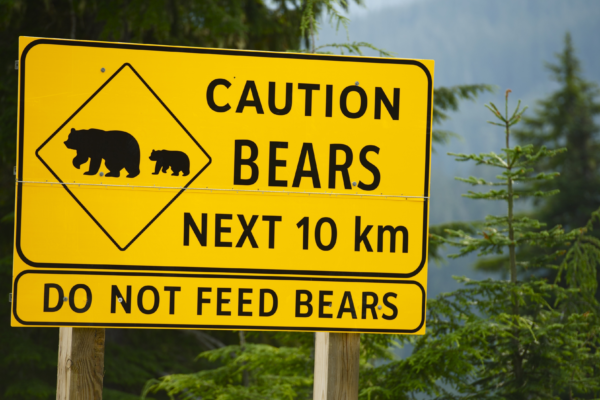 bear safety tips